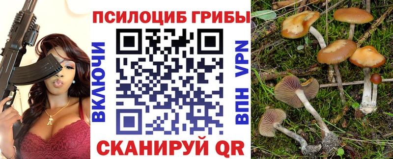 купить  цена  Вятские Поляны  Псилоцибиновые грибы Psilocybe 